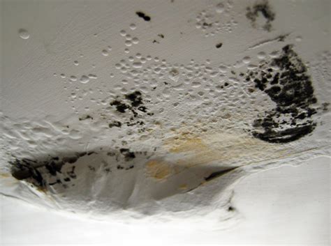 cleaning mud Portugal|black mold in portuguese homes.